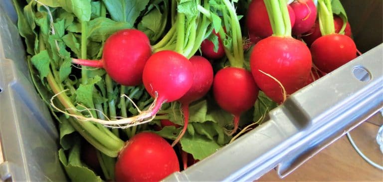 A closeup of a bucket of bright red radishes with green leaves.