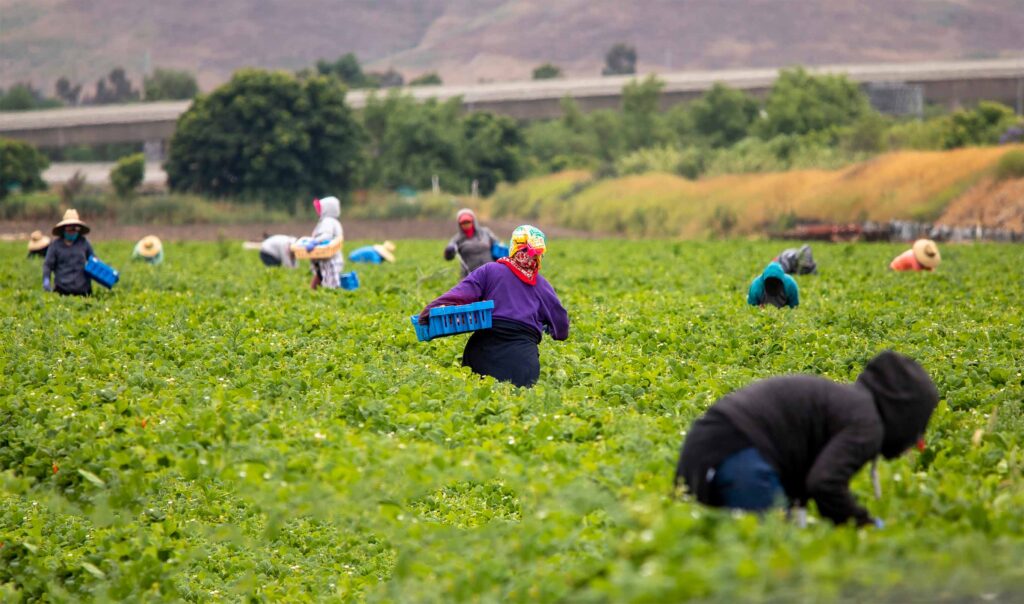 Twelve farmworkers are pictured carrying bright blue crates and picking strawberries in a green field.